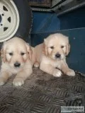  cream white golden retreiver puppies