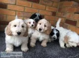  amazing cockapoo puppies for sale