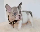 Max/lucy french bulldog 4 christmas max