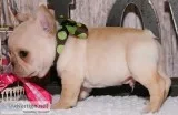 Beautiful bulldogs ready for their forev