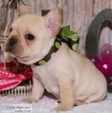 Female french bulldog puppies
