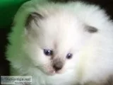 Ragdoll kittens