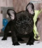 Lovely french bulldog puppies for sale