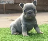Males blue french bulldog puppies
