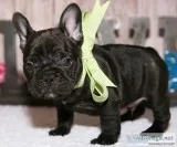 Super adorable french bulldog puppies