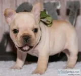 Male and females french bulldog puppies