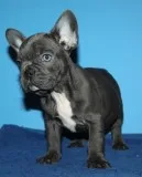 Trained blue french bulldog puppies