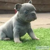 Healthy french bulldog puppies(