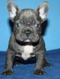 Males and females blue french bulldogs