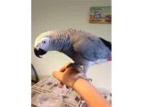 Africa grey brids for sale 