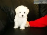 Teacup maltese puppies for sale 