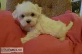 Champion quality genuine maltese puppies