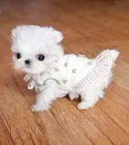Male and female akc registered maltese 