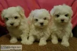 Friendlyteacup maltesepuppies
