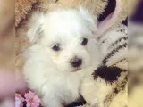 Beautiful maltese
