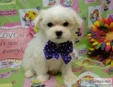 Maltese pups available