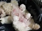 Beautiful kennel club registered maltese