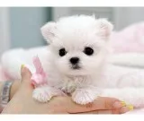 Akc registered maltese puppies