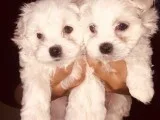 Ready now fully vac maltese