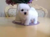 Gorgeous akc reg maltese 