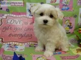 Iny pure maltese babies for sale