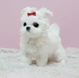 Teacup maltese puppies available