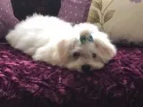 Maltese akc reg pedigree puppies