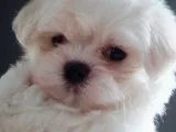 Teeny tiny akc maltese male and female