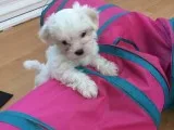 Cute bear face teacup maltese puppies