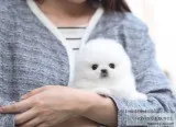 Intelligent pomeranian puppies