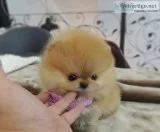 Adorable male and female pomeranian