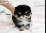 Home raised teacup pomeranian