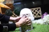 High quality teacup puppies