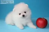Stunning teacup pomeranian for sale