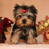  akc yorkies 