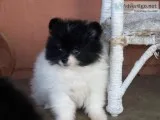 Excellent pomeranian puppies for sale