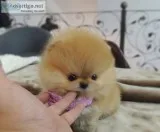 Healthy pomeranian puppies for sale