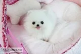 Amazing teacup pomeranian for sale