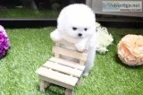 Adorable pomeranian puppies for sale