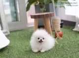 Cute pomeranian puppies for sale