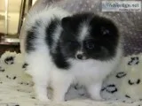 Lovely male and female pomeranian puppy