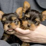 adorable male and female yorkie pupp