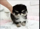 Fabulous teacup pomeranian for sale
