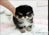 Gorgeous pomeranian puppies for sale