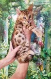 Bengal kittens