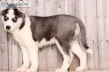 Gorgeous siberian husky