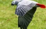 Hd dna african grey parrots