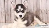 Healthy siberian husky