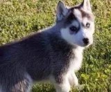 Awesome siberian husky