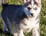 Hggh awesome siberian husky